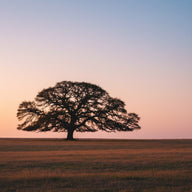 Tree Wall Art canvas print, one solitary broad-crowned tree standing alone in an open field