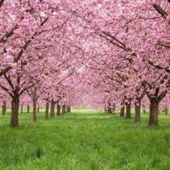 Spring Season Wall Art canvas print, spring, a blossoming cherry orchard in full pink bloom over fresh green grass