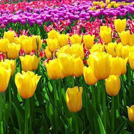 Flower Wall Decor