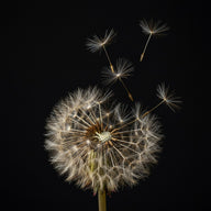 Dandelion Wall Art canvas print, a dandelion seed head backlit against a dark ground