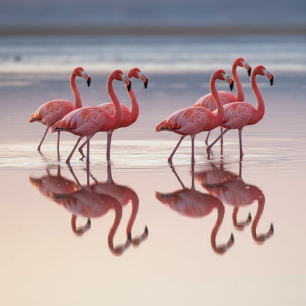 Flamingo Wall Art