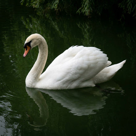 Swan Wall Art