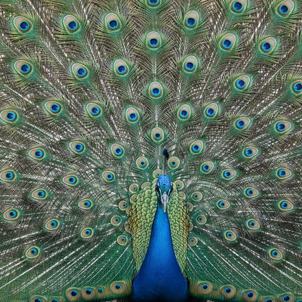 Peacock Wall Art
