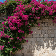 Outdoor Wall Art canvas print, a bright weather-ready garden scene, climbing bougainvillea over a sunlit stone wall