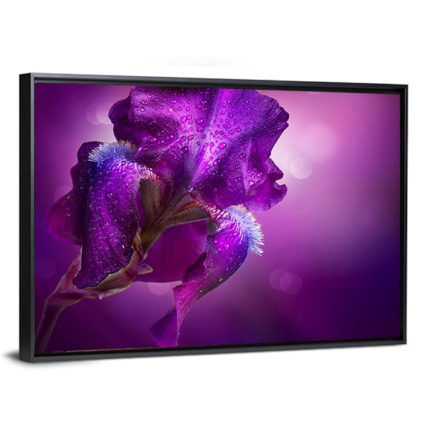Bearded Iris Close-up with Dew Drops Canvas Wall Art