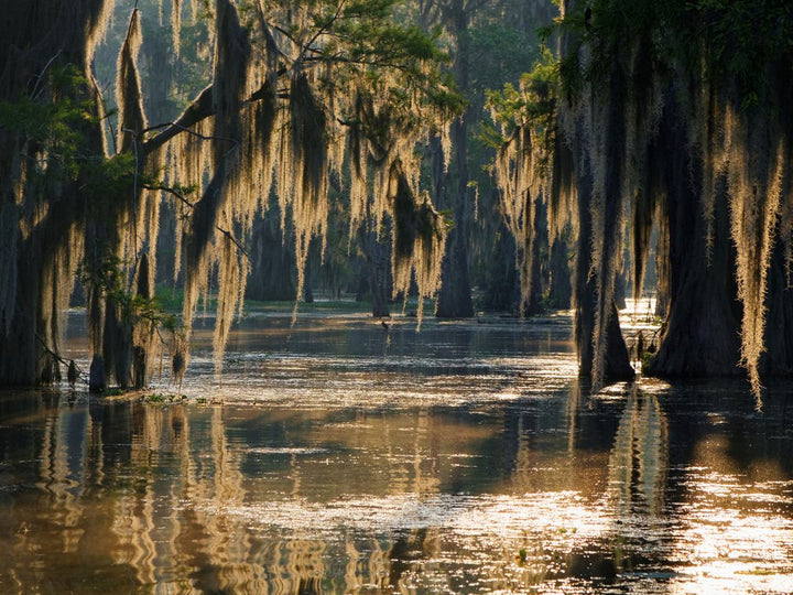 Spanish Moss in the Louisiana Bayou Canvas Wall Art
