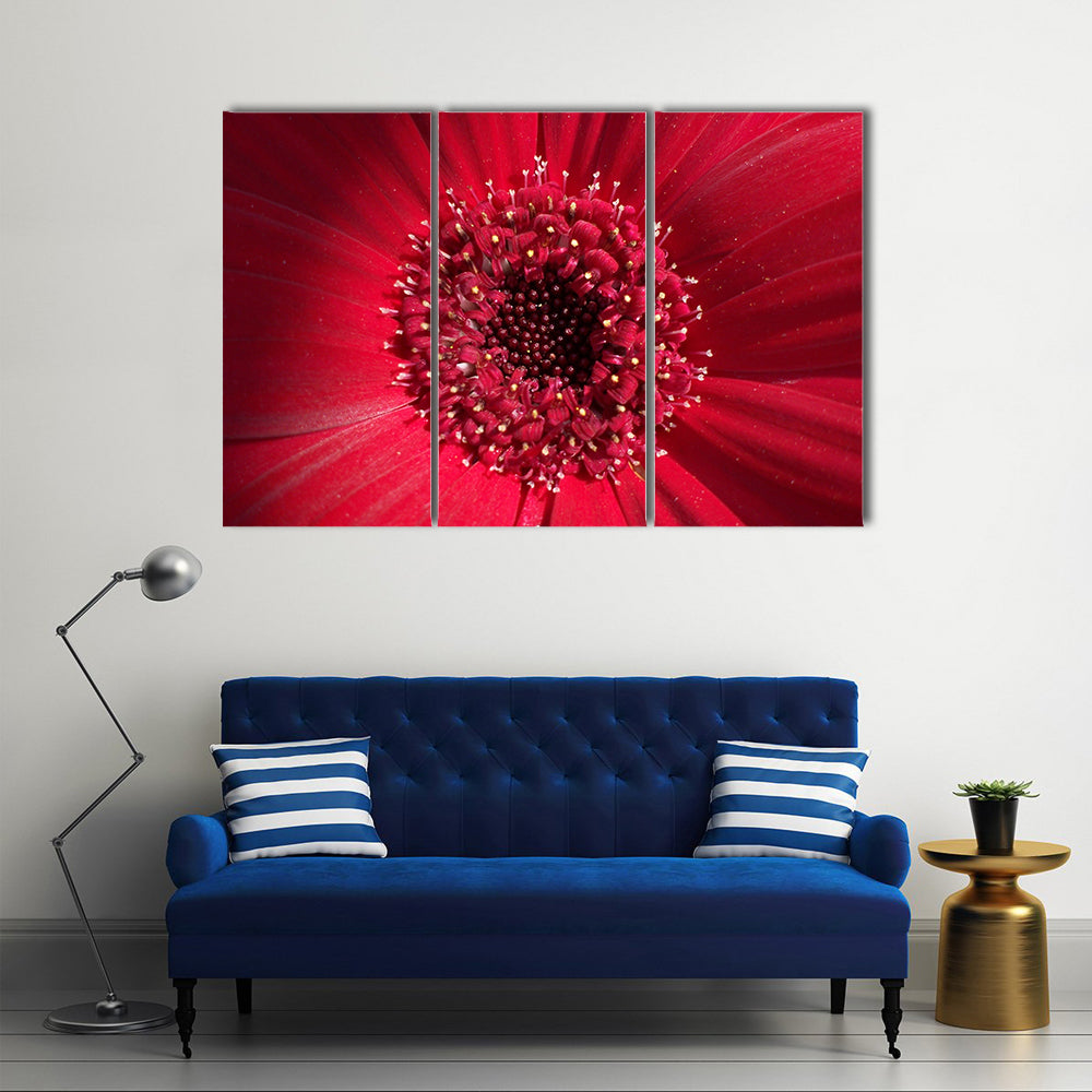 Red Gerbera Daisy Center Canvas Wall Art