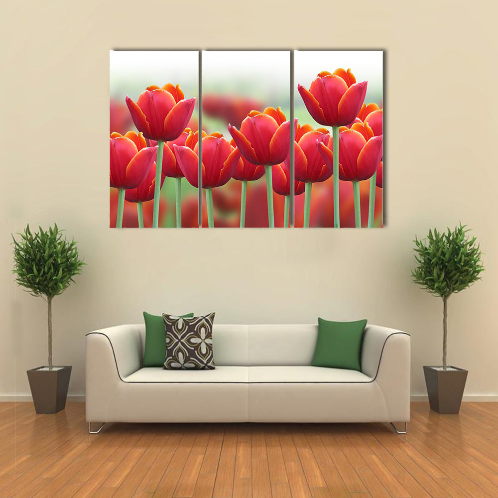 Spring Tulip Flower Canvas Wall Art