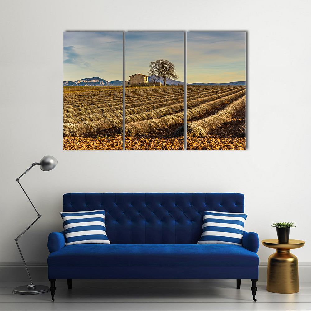 Unharvested Lavender Field In Provence France Canvas Wall Art