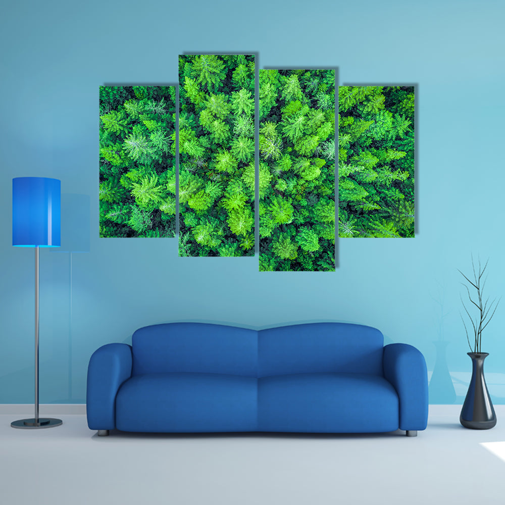 Aerial View Of Redwood Whakarewarewa Forest Canvas Wall Art