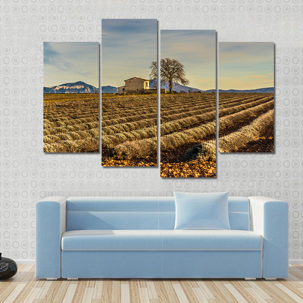 Unharvested Lavender Field In Provence France Canvas Wall Art