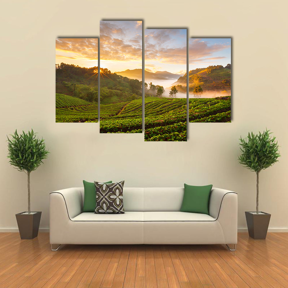 Misty Morning Sunrise In Strawberry Garden In Chiangmai Thailand Canvas Wall Art
