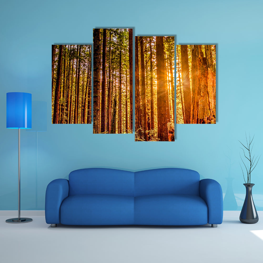 Sun Shines Through Redwood Trees Canvas Wall Art