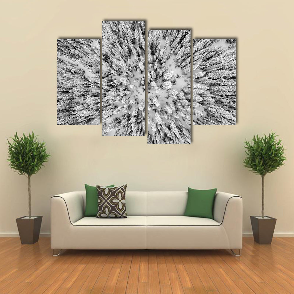 Snow Covered Evergreen Forests In The Colorado Rocky Mountains Canvas Wall Art