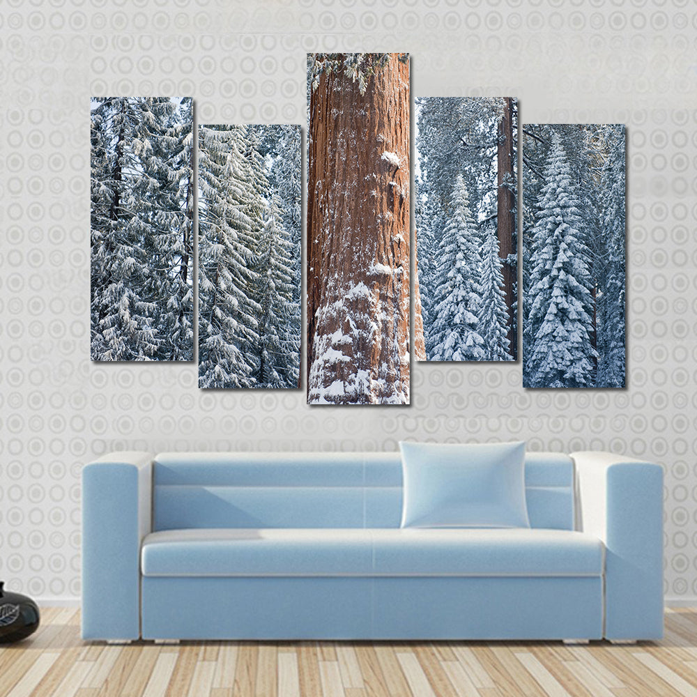 The Giant Sequoia Tree Covered In Snow Canvas Wall Art