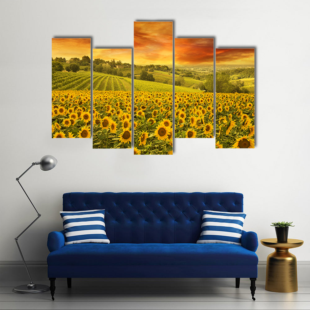 Sunflowers Field In The Italian Hill At Sunset Canvas Wall Art
