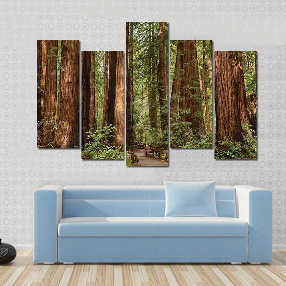 Muir Woods National Monument In California Canvas Wall Art