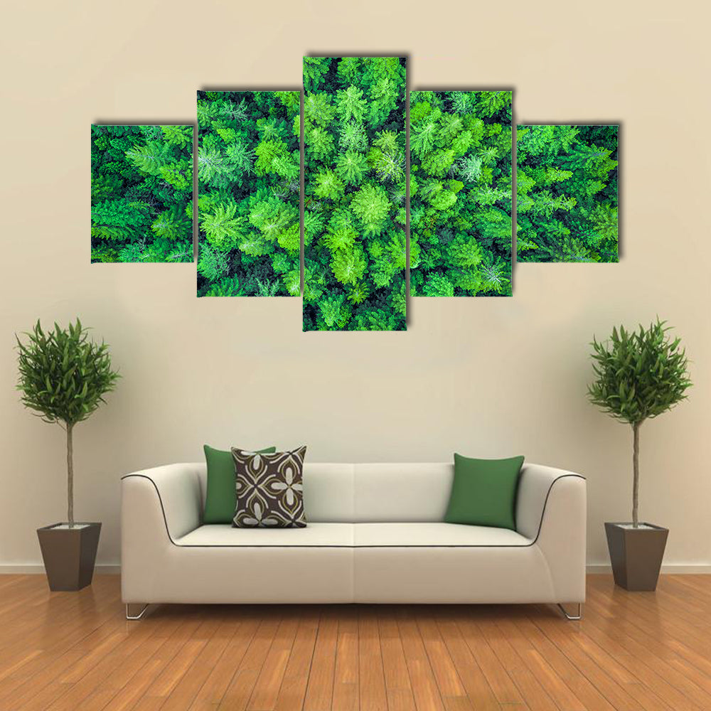 Aerial View Of Redwood Whakarewarewa Forest Canvas Wall Art