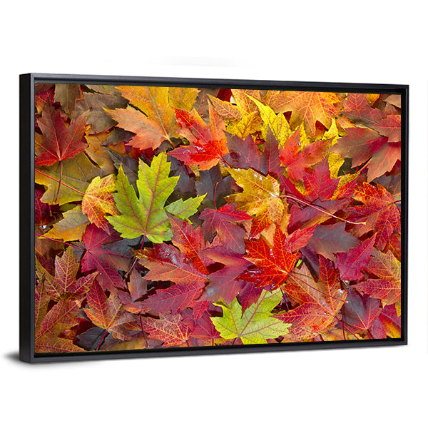 Colorful Maple Leaves Canvas Wall Art