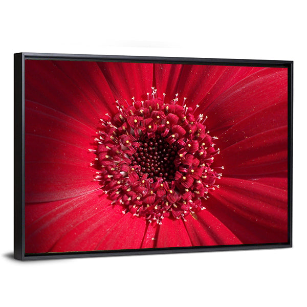 Red Gerbera Daisy Center Canvas Wall Art