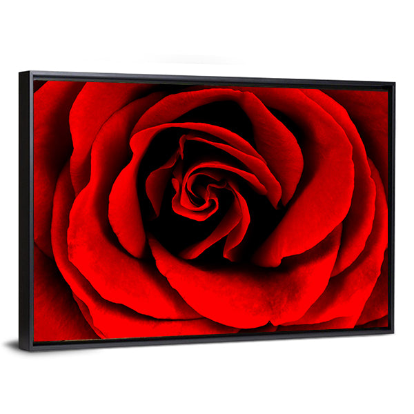 Closeup Of A Red Rose Canvas Wall Art