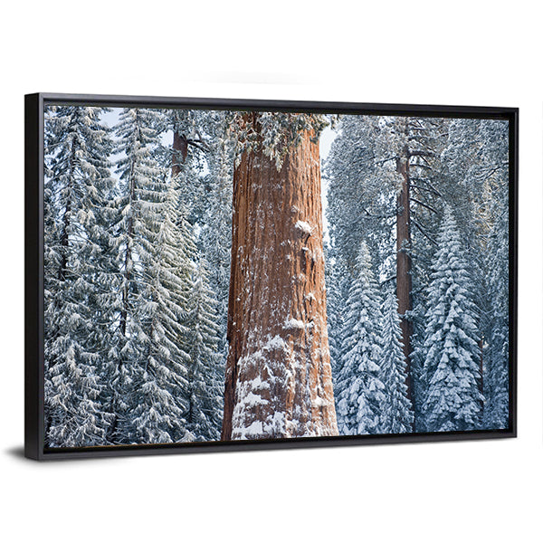 The Giant Sequoia Tree Covered In Snow Canvas Wall Art