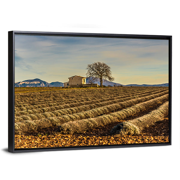 Unharvested Lavender Field In Provence France Canvas Wall Art
