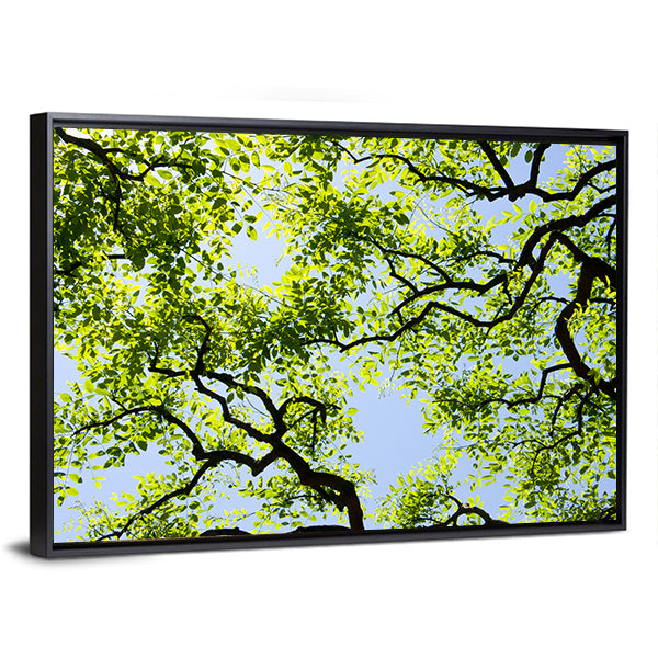 Tree Canopy with Bright Blue Sky Canvas Wall Art