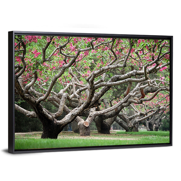 Peach Trees With Blooming Pink Flowers Canvas Wall Art