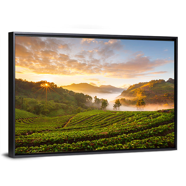 Misty Morning Sunrise In Strawberry Garden In Chiangmai Thailand Canvas Wall Art