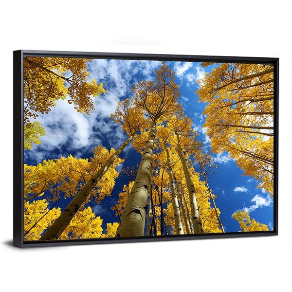 Golden Autumn Aspen Canopy Canvas Wall Art