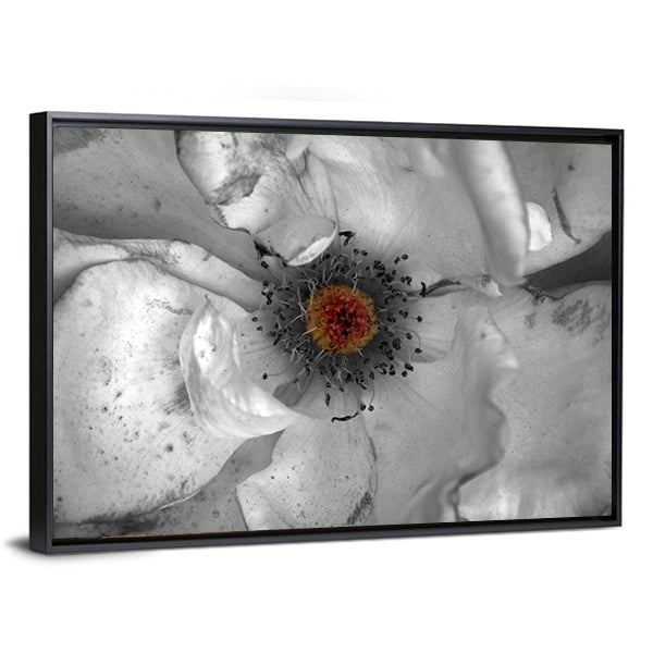 Selective Color Macro Flower Canvas Wall Art