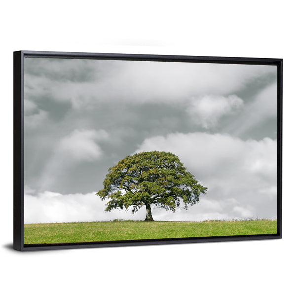 Summer Oak on Grassy Hill Canvas Wall Art