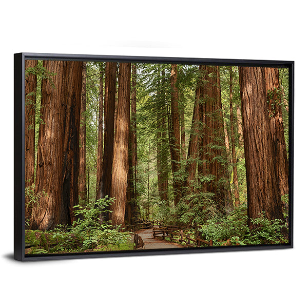 Muir Woods National Monument In California Canvas Wall Art