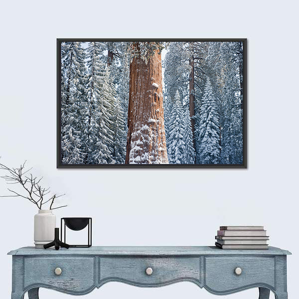 The Giant Sequoia Tree Covered In Snow Canvas Wall Art