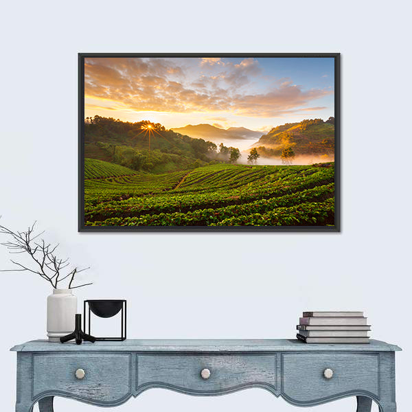 Misty Morning Sunrise In Strawberry Garden In Chiangmai Thailand Canvas Wall Art