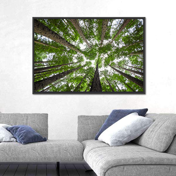 Redwood Tree Canopy Canvas Wall Art