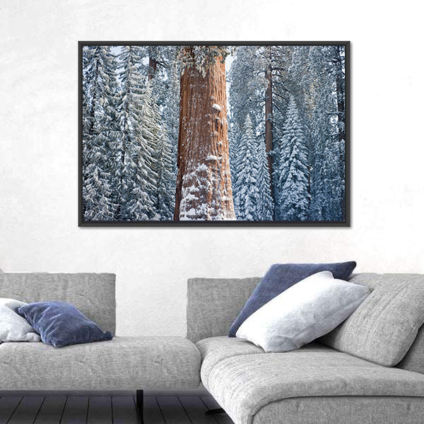 The Giant Sequoia Tree Covered In Snow Canvas Wall Art