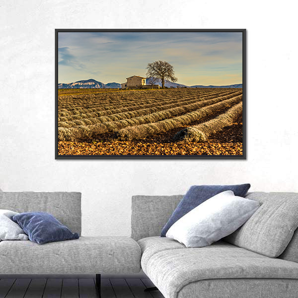 Unharvested Lavender Field In Provence France Canvas Wall Art