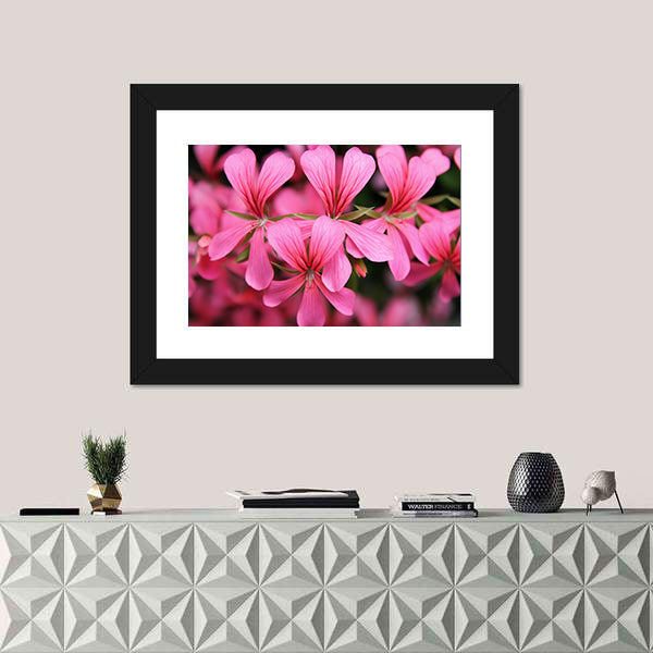 Pink Geranium Cascade Flowers Canvas Wall Art