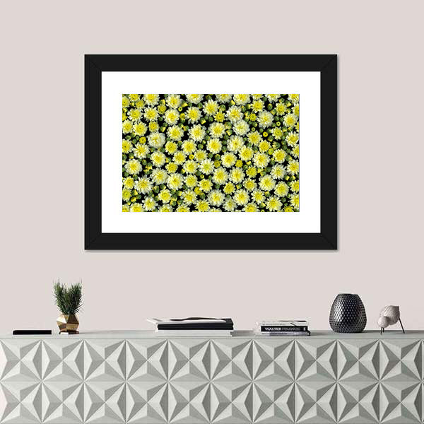 Yellow and White Chrysanthemums Canvas Wall Art