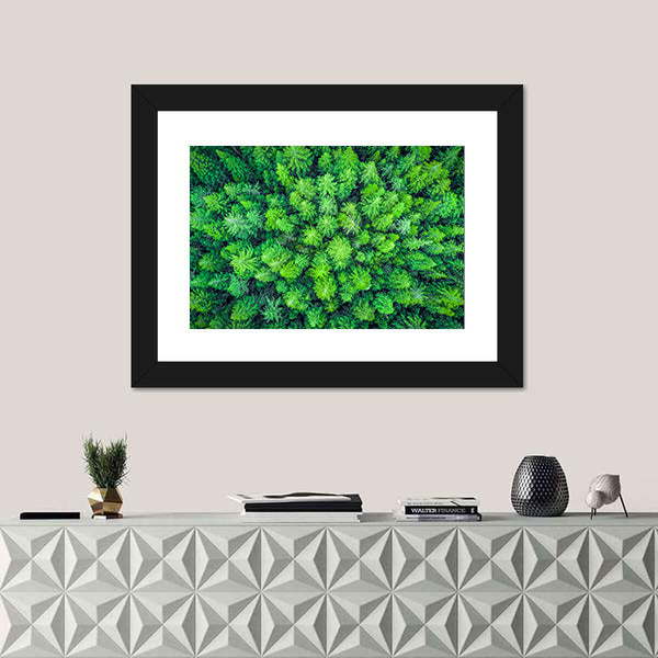 Aerial View Of Redwood Whakarewarewa Forest Canvas Wall Art