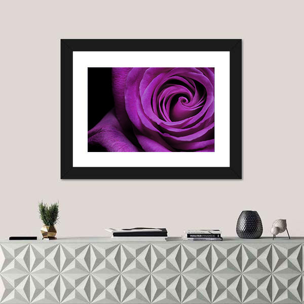 Purple Rose Close-Up Canvas Wall Art