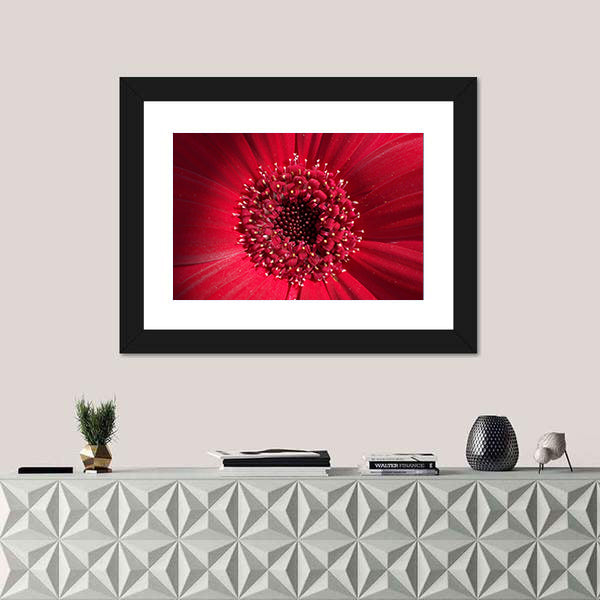 Red Gerbera Daisy Center Canvas Wall Art