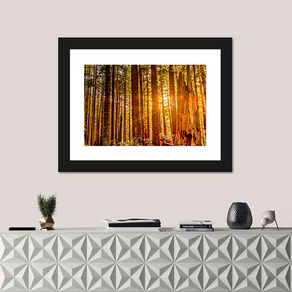 Sun Shines Through Redwood Trees Canvas Wall Art