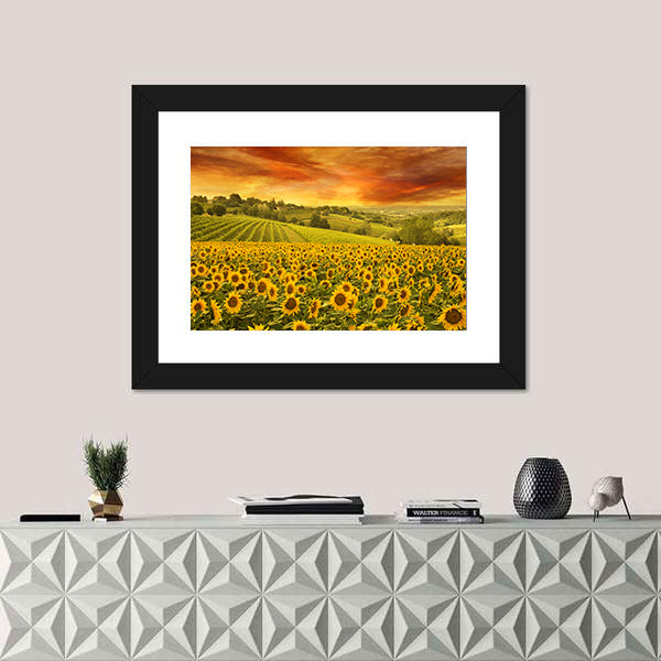 Sunflowers Field In The Italian Hill At Sunset Canvas Wall Art