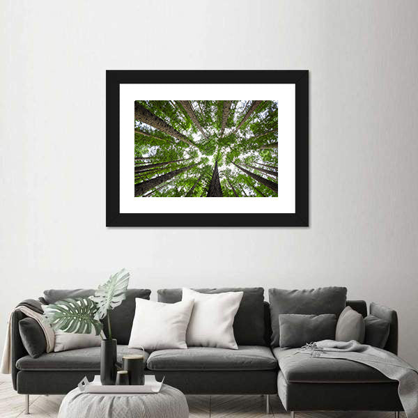 Redwood Tree Canopy Canvas Wall Art