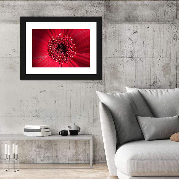 Red Gerbera Daisy Center Canvas Wall Art