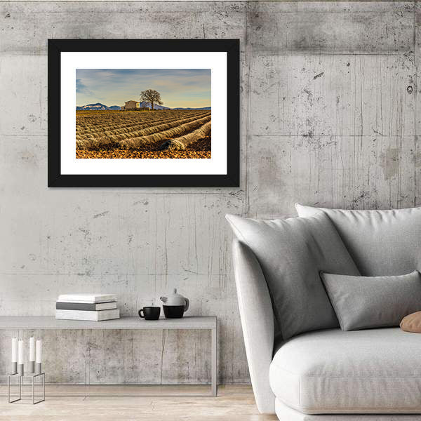 Unharvested Lavender Field In Provence France Canvas Wall Art