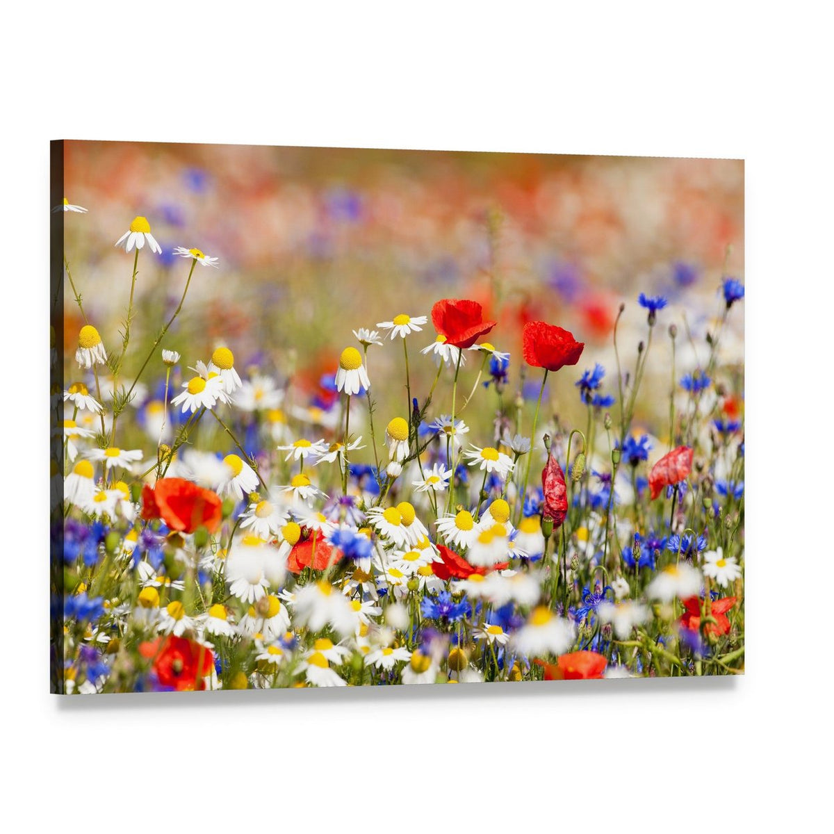 Wild Flowers on the Meadow at Spring Time Canvas Wall Art, single panel gallery wrapped canvas, angled product view
